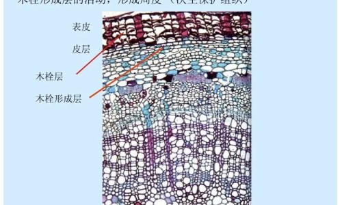 黄鼻涕多嗓痛干不用药怎么办呢网—知名的黄鼻涕嗓子疼是什么类型的感冒网站,分享黄鼻涕喉咙痛吃什么感冒药知识